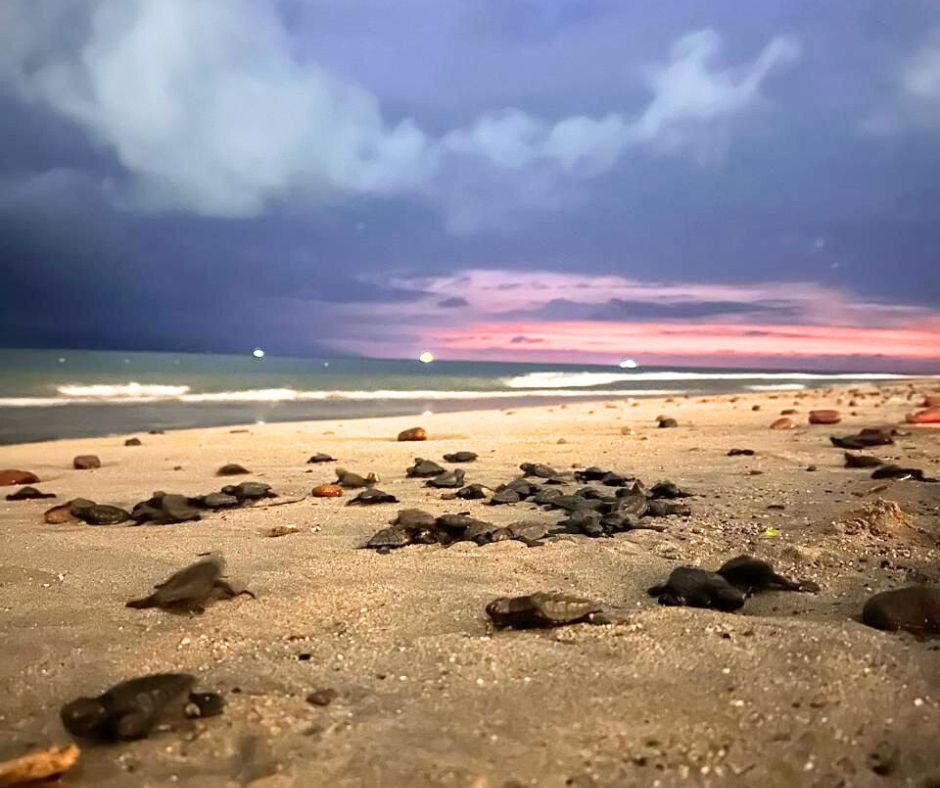 Tortugas en Puerto Vallarta