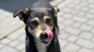 Adopta, no compres ni regales: Día del perro adoptado