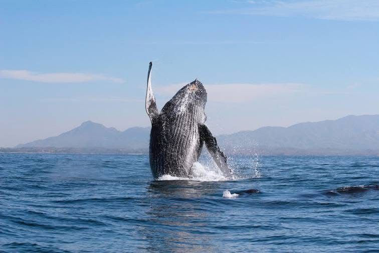 Temporada de ballenas en Bahía de Banderas: cómo proteger a las ballenas jorobadas