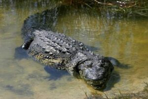 Cocodrilos en Bahía de Banderas: no son una amenaza, son parte del ecosistema